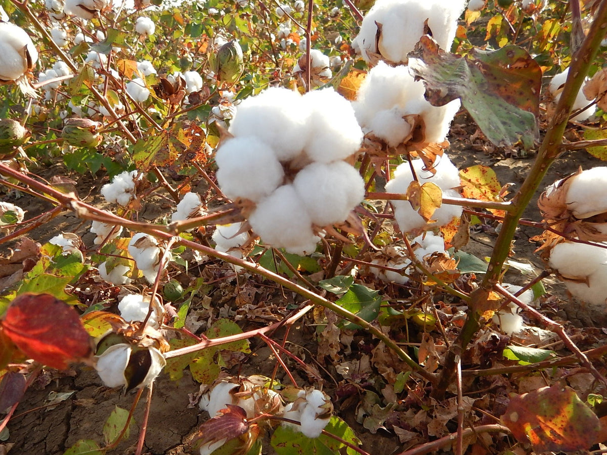 Organic Cotton