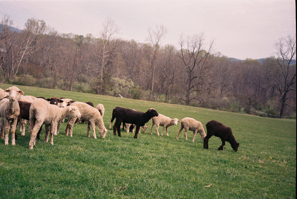 Field Fiber