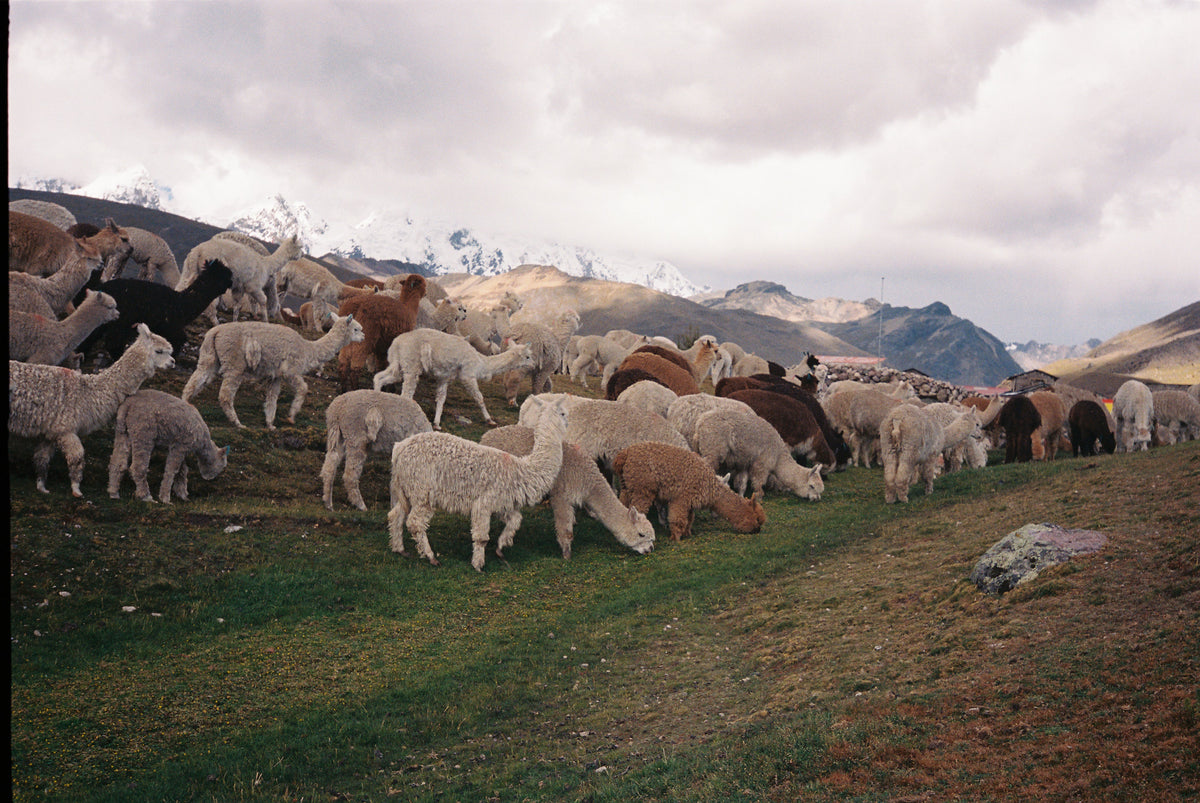 Peruvian Regenerative Alpaca