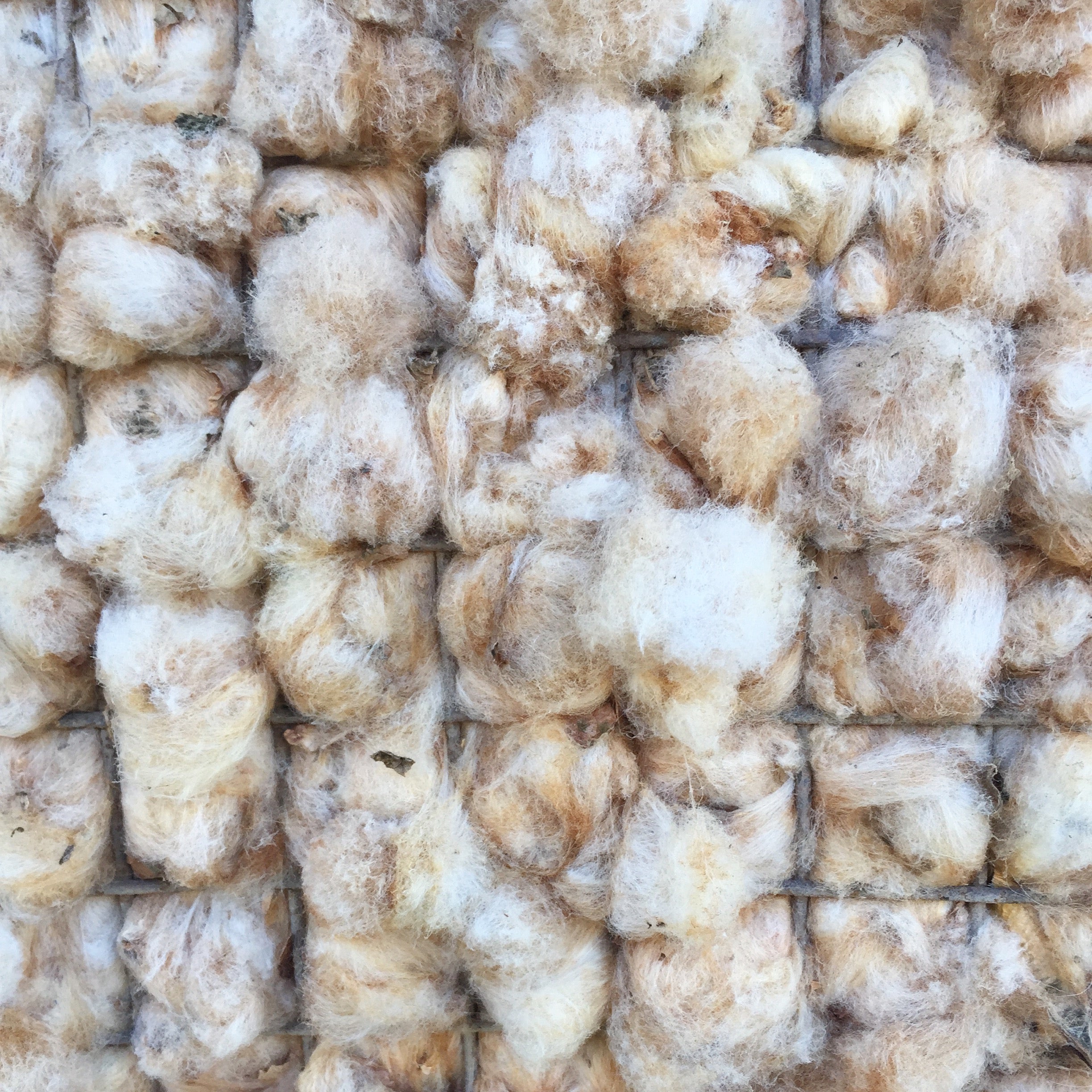 Colorgrown Cotton