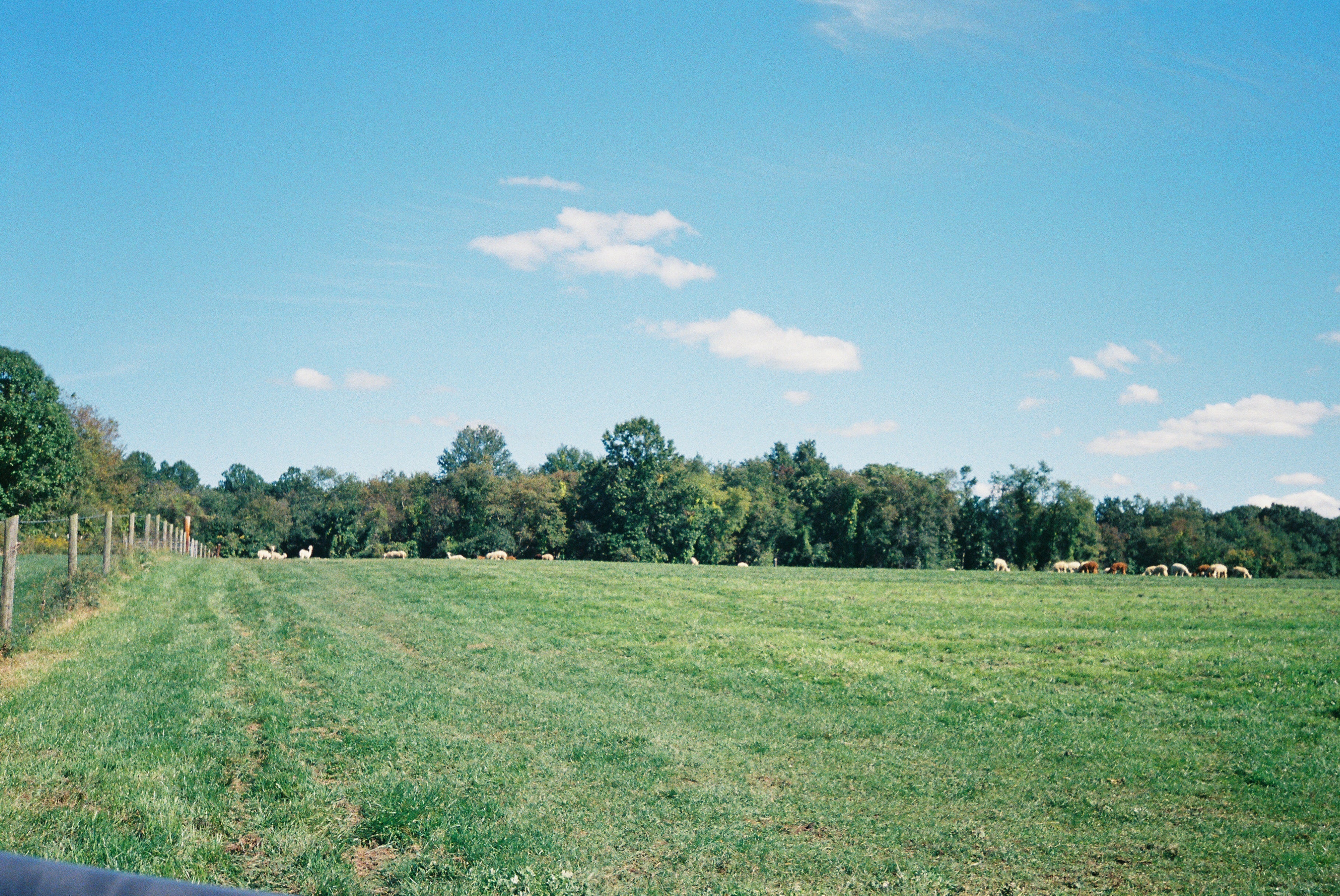 Regenerative